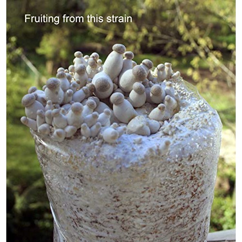Root mushroom Farm- 30 Mushroom Liquid Cultures/King OysterPleuro...