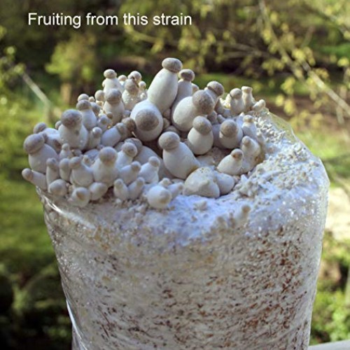 Root mushroom Farm- 30 Mushroom Liquid Cultures/King OysterPleuro...