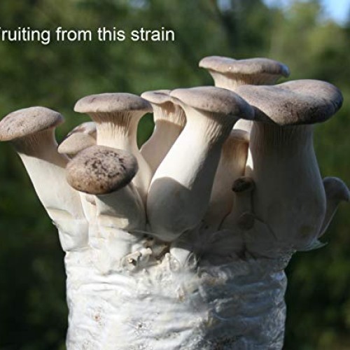 Root mushroom Farm- 30 Mushroom Liquid Cultures/King OysterPleuro...