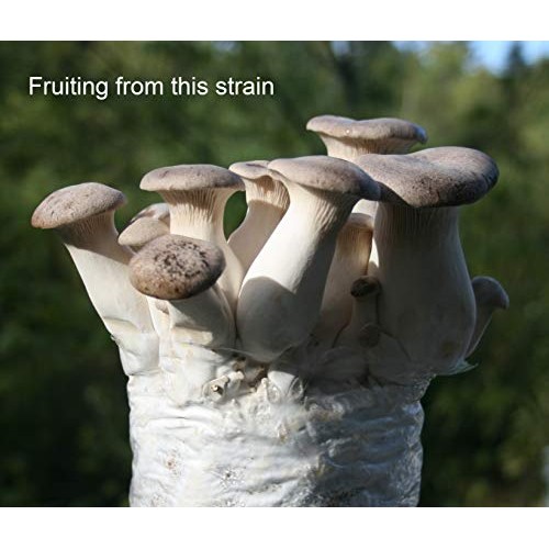 Root mushroom Farm- 30 Mushroom Liquid Cultures/King OysterPleuro...