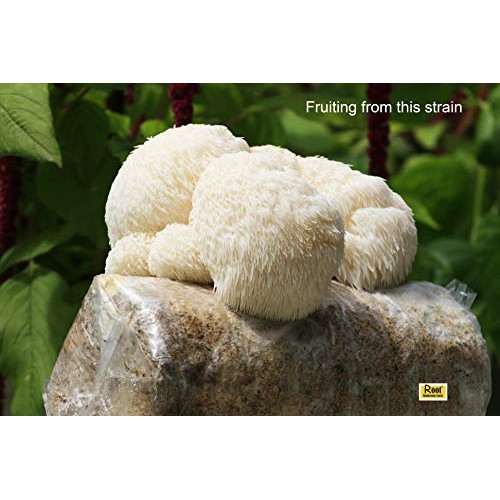Root mushroom Farm- 30 Mushroom Liquid Cultures/Lions ManeHerici...