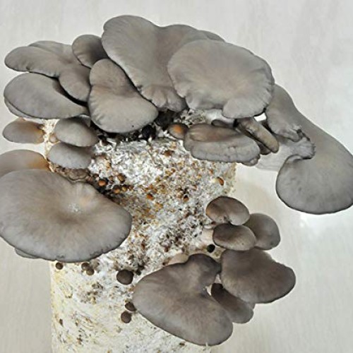 Root mushroom Farm- 30 Mushroom Liquid Cultures/Phoenix OysterPle...