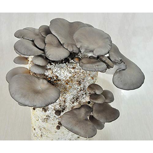 Root mushroom Farm- 30 Mushroom Liquid Cultures/Phoenix OysterPle...