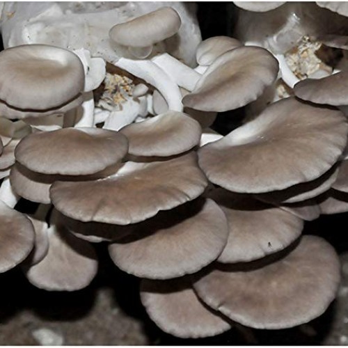 Root mushroom Farm- 30 Mushroom Liquid Cultures/Phoenix OysterPle...