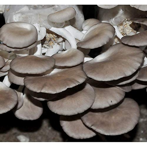 Root mushroom Farm- 30 Mushroom Liquid Cultures/Phoenix OysterPle...