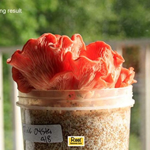 Root mushroom Farm- 30 Mushroom Liquid Cultures/Pink OysterPleuro...