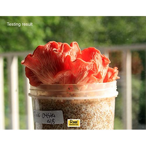Root mushroom Farm- 30 Mushroom Liquid Cultures/Pink OysterPleuro...