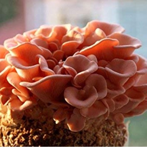 Root mushroom Farm- 30 Mushroom Liquid Cultures/Pink OysterPleuro...