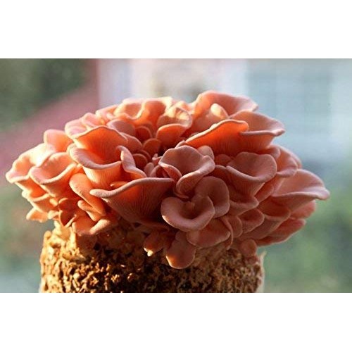 Root mushroom Farm- 30 Mushroom Liquid Cultures/Pink OysterPleuro...