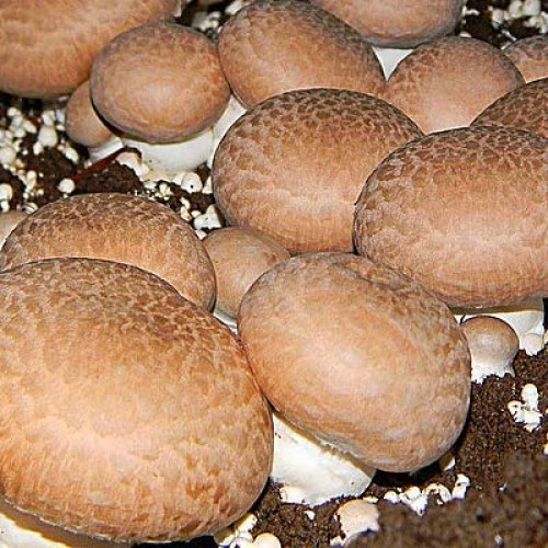 Root mushroom Farm- 30 Mushroom Liquid Cultures/Portobelloagaricu...