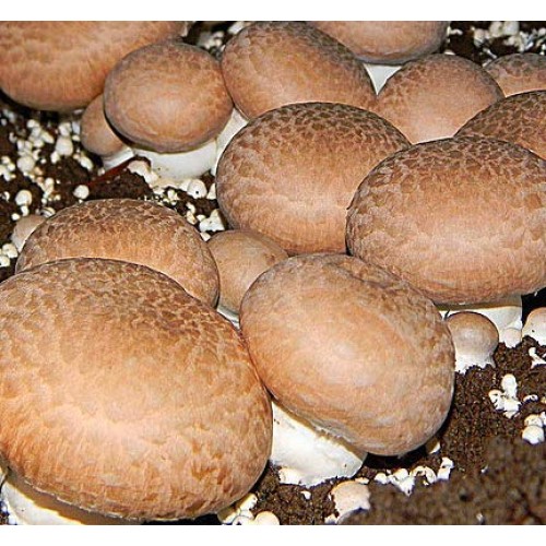 Root mushroom Farm- 30 Mushroom Liquid Cultures/Portobelloagaricu...