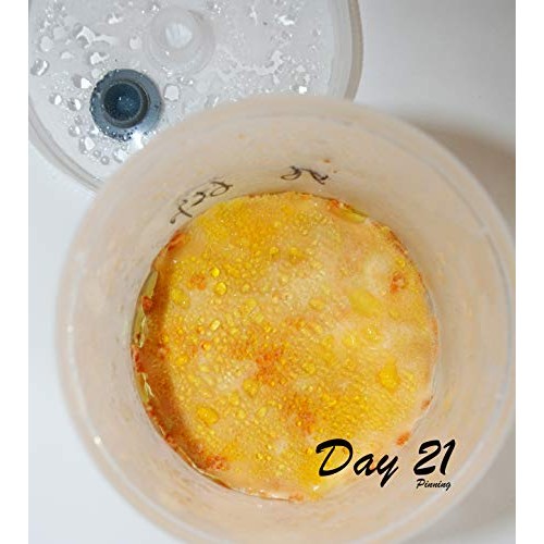 Root Mushroom Farm- Mushroom Growing Kits -Cordyceps Militaris