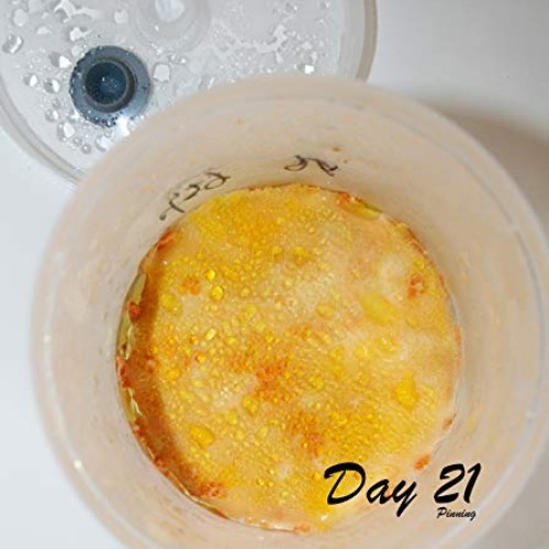 Root Mushroom Farm- Mushroom Growing Kits -Cordyceps Militaris