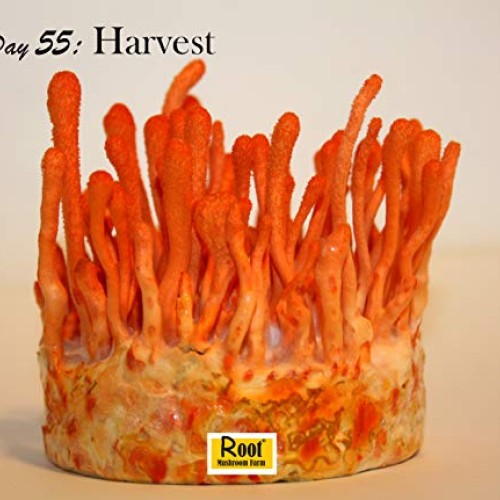 Root Mushroom Farm- Mushroom Growing Kits -Cordyceps Militaris