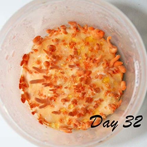 Root Mushroom Farm- Mushroom Growing Kits -Cordyceps Militaris