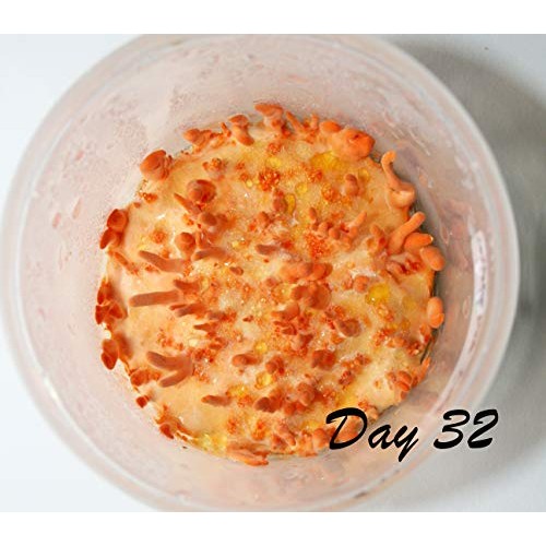 Root Mushroom Farm- Mushroom Growing Kits -Cordyceps Militaris