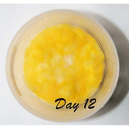 Root Mushroom Farm- Mushroom Growing Kits -Cordyceps Militaris