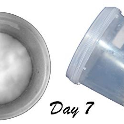 Root Mushroom Farm- Mushroom Growing Kits -Cordyceps Militaris