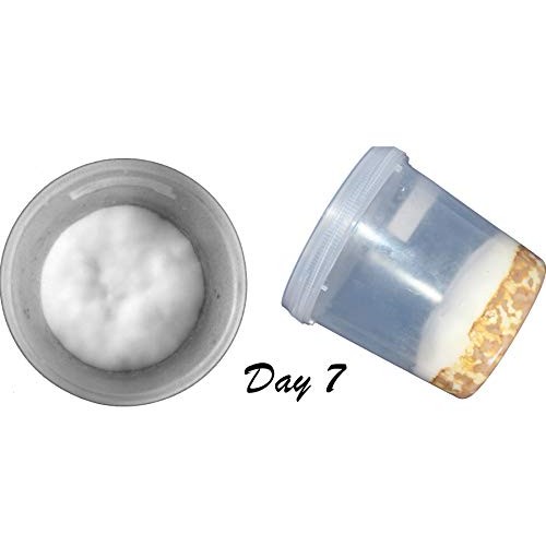 Root Mushroom Farm- Mushroom Growing Kits -Cordyceps Militaris