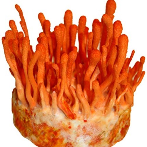 Root Mushroom Farm- Mushroom Growing Kits -Cordyceps Militaris