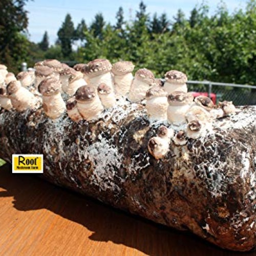 Root Mushroom Farm- Shiitake Mushroom Growing Kit-New Launched
