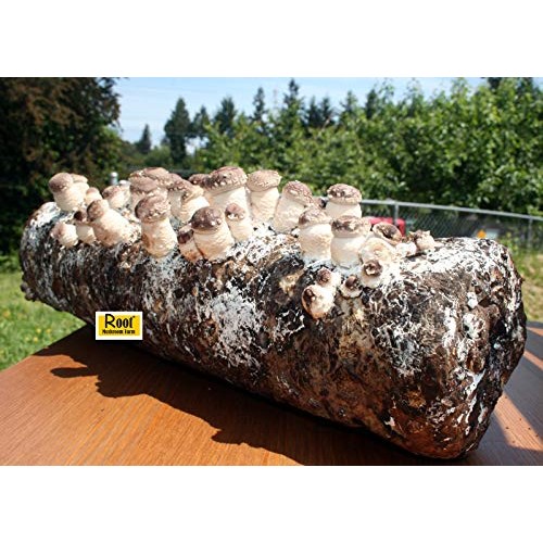 Root Mushroom Farm- Shiitake Mushroom Growing Kit-New Launched