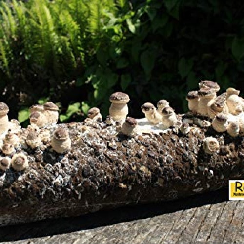 Root Mushroom Farm- Shiitake Mushroom Growing Kit-New Launched