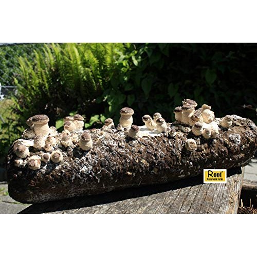 Root Mushroom Farm- Shiitake Mushroom Growing Kit-New Launched