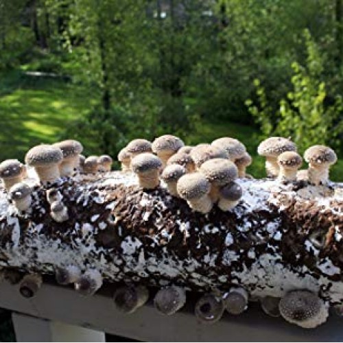 Root Mushroom Farm- Shiitake Mushroom Growing Kit-New Launched