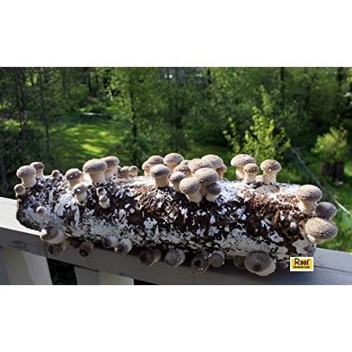 Root Mushroom Farm- Shiitake Mushroom Growing Kit-New Launched