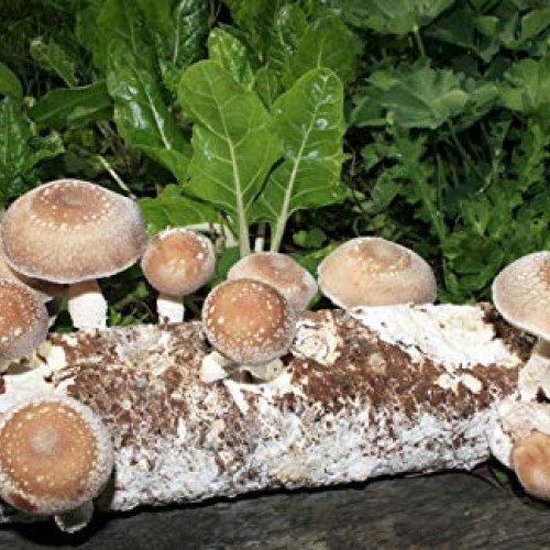 Root Mushroom Farm- Shiitake Mushroom Growing Kit-New Launched