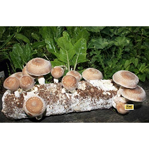 Root Mushroom Farm- Shiitake Mushroom Growing Kit-New Launched