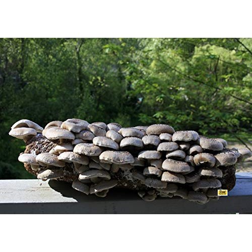 Root Mushroom Farm- Shiitake Mushroom Growing Kit-New Launched