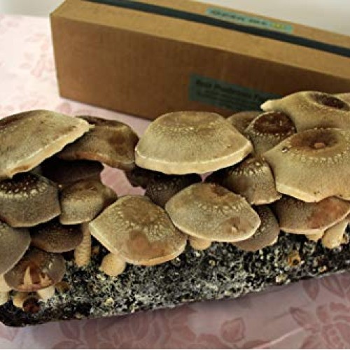 Root Mushroom Farm- Shiitake Mushroom Growing Kit-New Launched