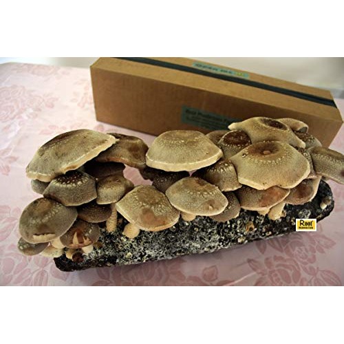 Root Mushroom Farm- Shiitake Mushroom Growing Kit-New Launched