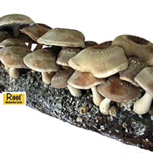 Root Mushroom Farm- Shiitake Mushroom Growing Kit-New Launched