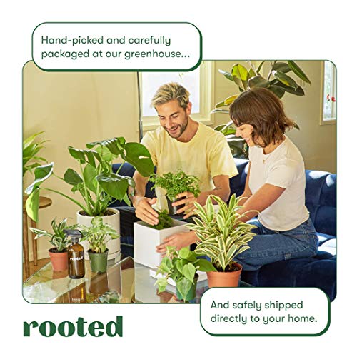 Rooted Baby Desert Box 3X Baby Succulents, Live, Easy to Grow, a...