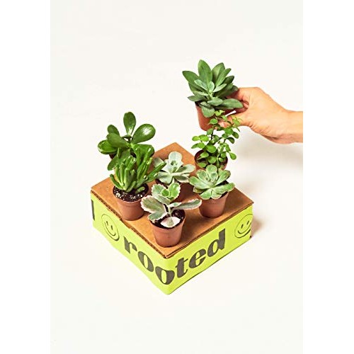 Rooted Baby Desert Box 3X Baby Succulents, Live, Easy to Grow, a...