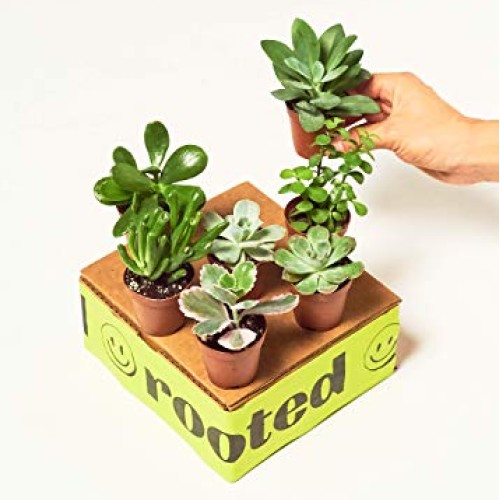Rooted Baby Desert Box 3X Baby Succulents, Live, Easy to Grow, a...