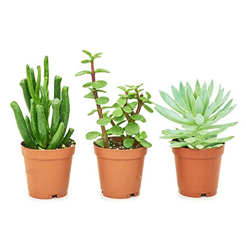 Rooted Baby Desert Box 3X Baby Succulents, Live, Easy to Grow, a...