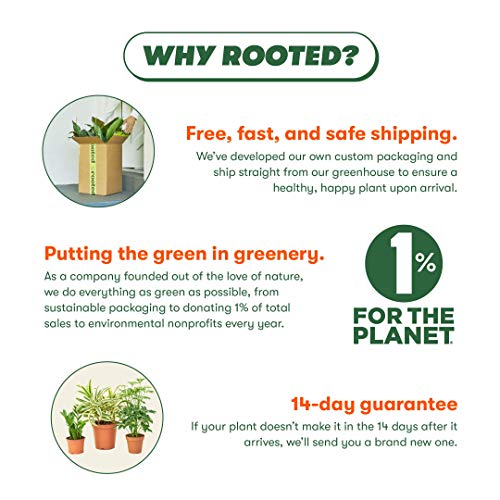 Rooted Calathea Rattlesnake Plant, Live, Easy to Grow, and Low Mai...