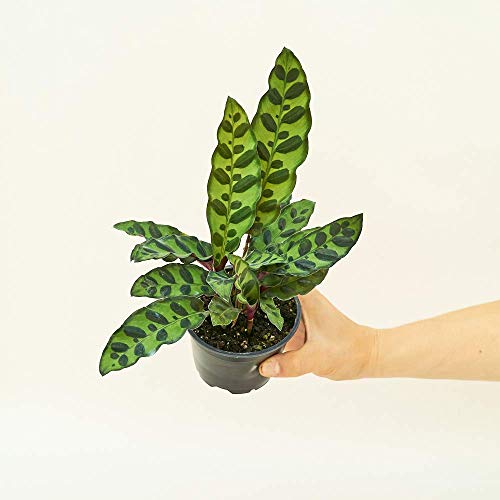 Rooted Calathea Rattlesnake Plant, Live, Easy to Grow, and Low Mai...