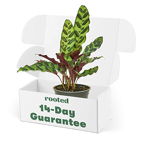 Rooted Calathea Rattlesnake Plant, Live, Easy to Grow, and Low Mai...