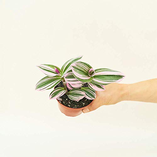 Rooted Rare Pink Wandering Jew Plant - Tradescantia Nanouk, Live, ...