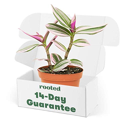 Rooted Rare Pink Wandering Jew Plant - Tradescantia Nanouk, Live, ...