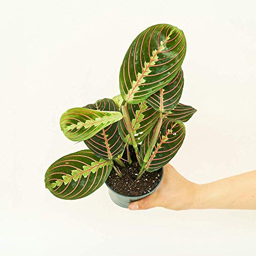 Rooted Red Prayer Plant, Live, Easy to Grow, and Low Maintenance H...