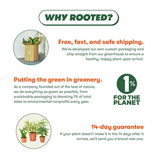 Rooted Red Prayer Plant, Live, Easy to Grow, and Low Maintenance H...