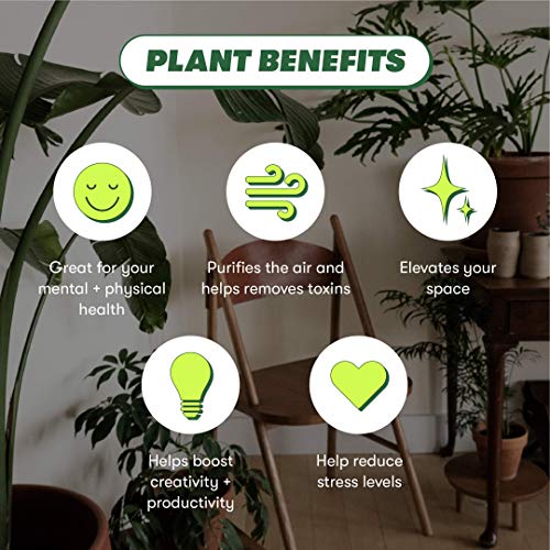 Rooted Red Prayer Plant, Live, Easy to Grow, and Low Maintenance H...