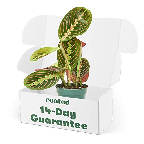 Rooted Red Prayer Plant, Live, Easy to Grow, and Low Maintenance H...