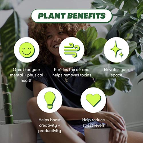 Rooted Yellow Snake Plant, Live, Easy to Grow, and Low Maintenance...